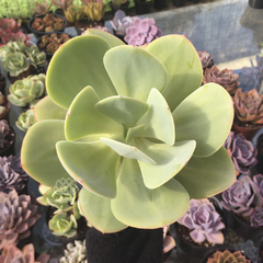 echeveria-gibbiflora