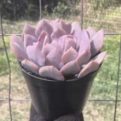 echeveria-topsy-turvy