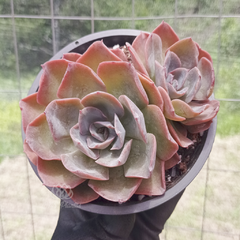 echeveria-hibrida