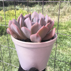 echeveria-topsy-turvy