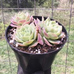 graptoveria-jadeita