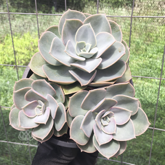 echeveria-funkii