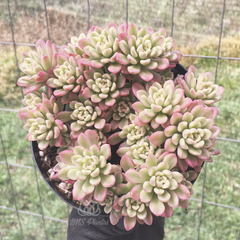 sedum-joyce-tulloch-variegata