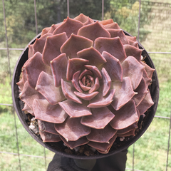 echeveria-linda-jean