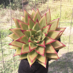 echeveria-agavoides-lipstick