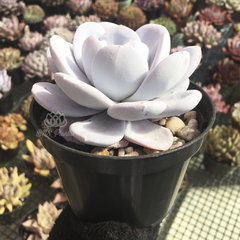 echeveria-lauii