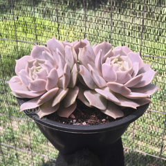 echeveria-lola