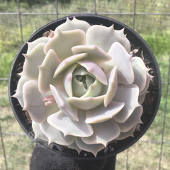 echeveria-lola