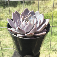 graptoveria-lulu