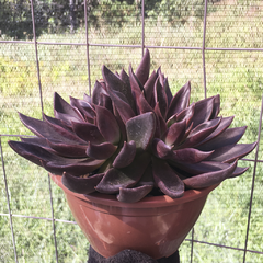 echeveria-lua-negra