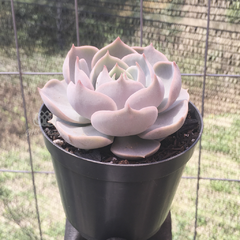 echeveria-lotus