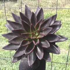 echeveria-lua-negra