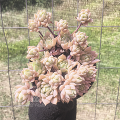 graptopetalum-macdougallii