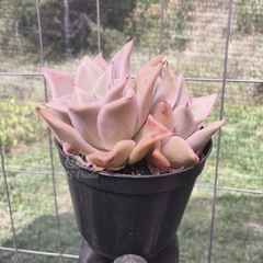 echeveria-madiba