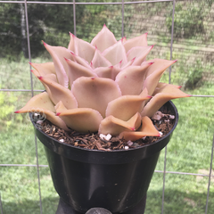 echeveria-madiba