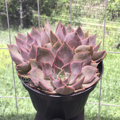 echeveria-mensa