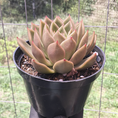 echeveria-agavoides-mira