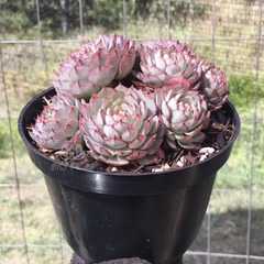 echeveria-minima