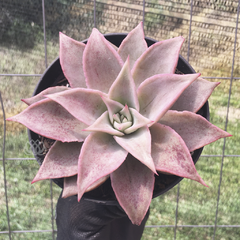 echeveria-madiba