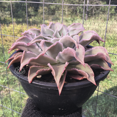 echeveria-madiba