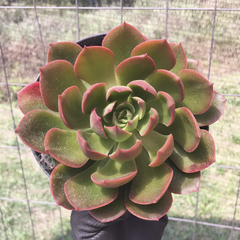 echeveria-montserrat