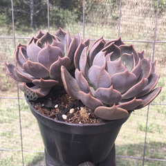 echeveria-marrom