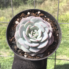 echeveria-mont-blanc