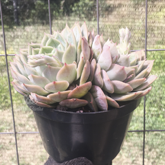 echeveria-onslow