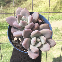 graptoveria-opalina