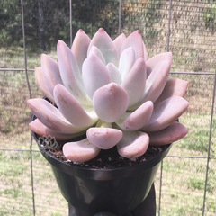 graptoveria-opalina