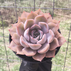 echeveria-orion