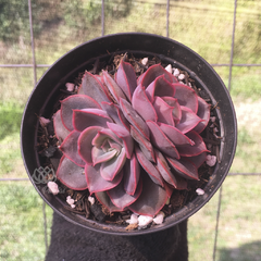 echeveria-orion-x-painted