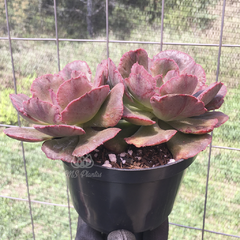 echeveria-painted-frills-monstruosa