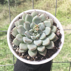 echeveria-panda