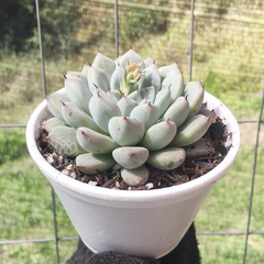 echeveria-panda