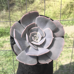 echeveria-pollux