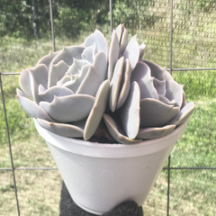 echeveria-pollux