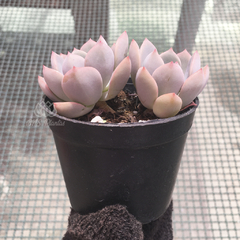 echeveria-pretty-in-pink