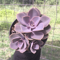 echeveria-perle-von-nurnberg