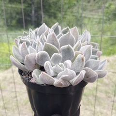 echeveria-pulvinata-frost