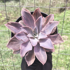 echeveria-rippling-waters-variegata