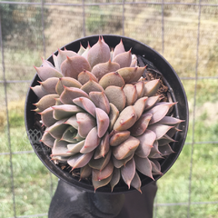 echeveria-roman