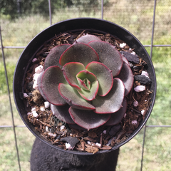 echeveria-romeo-x-painted