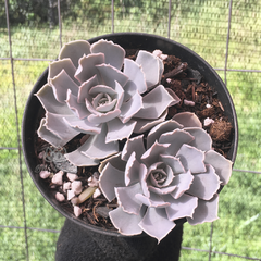 echeveria-runyonii-san-carlos