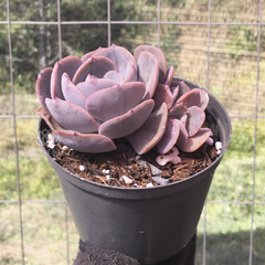 echeveria-rosa-de-bariloche