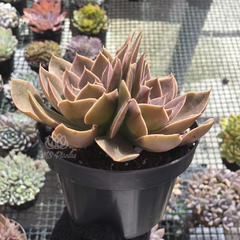 echeveria-rubra