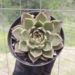 echeveria-agavoides-sarabony