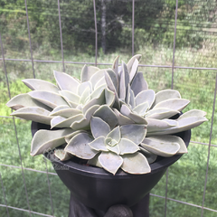 echeveria