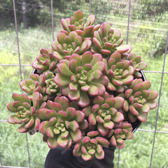 sedum-joyce-tulloch