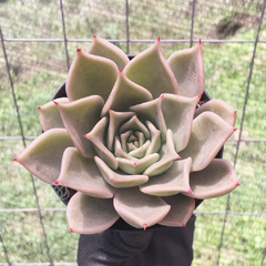 echeveria-serengeti